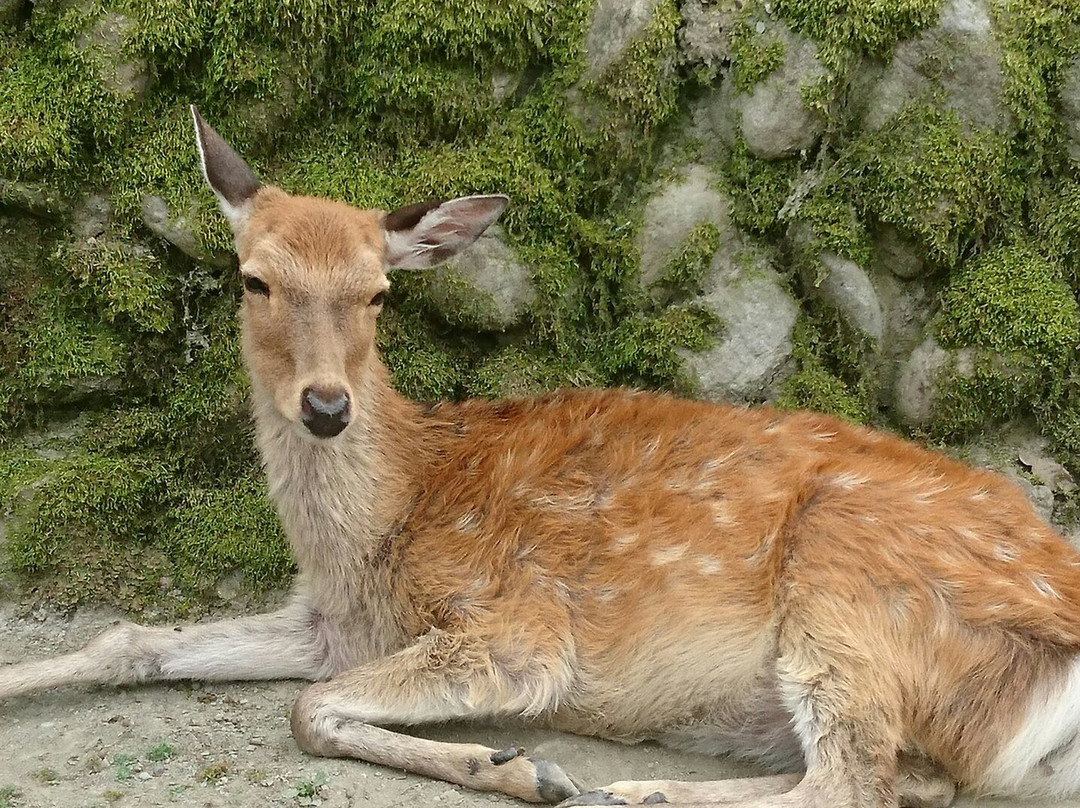 Hodosan Small Animal Park景点图片