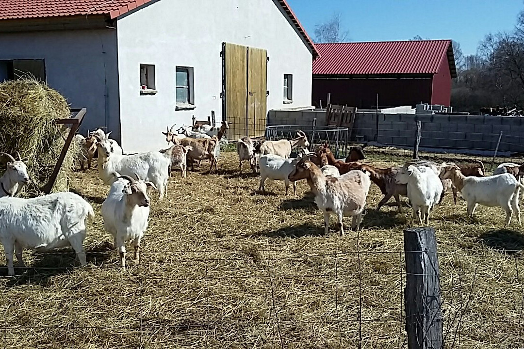 Penzion u lípy