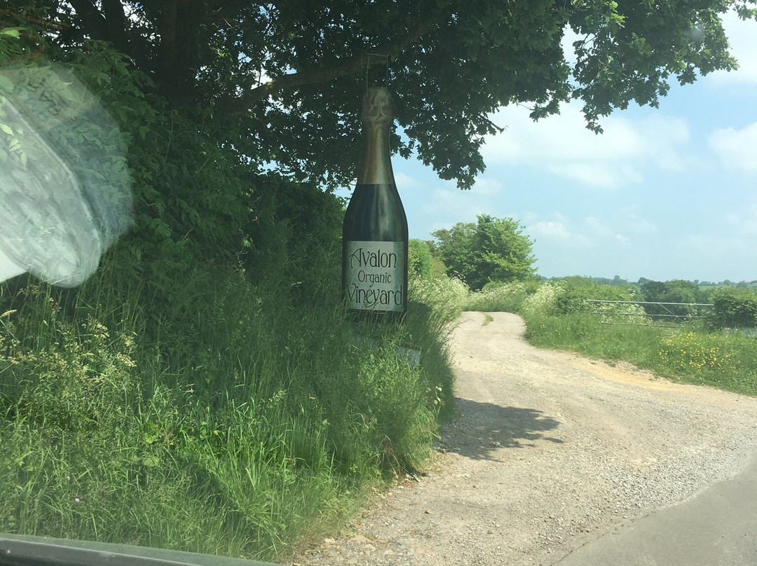 Avalon Vineyard-East Pennard必去景点