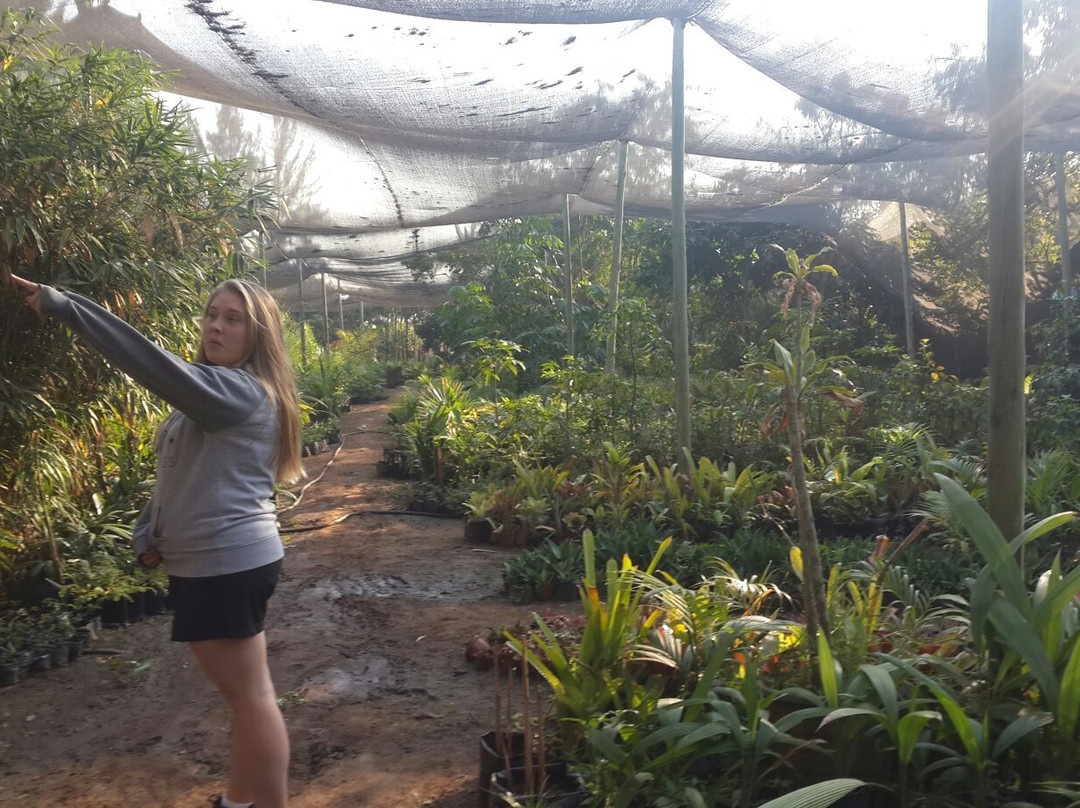 Pongola Tropical主图