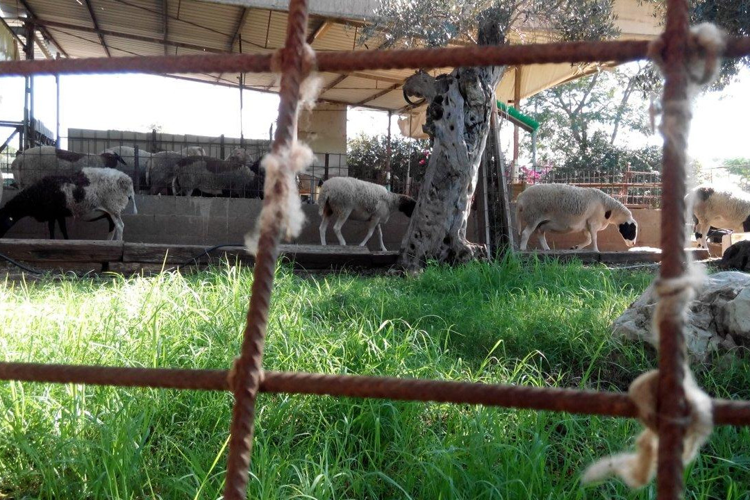 The Markovitch Cheese Farm - Eretz Zavat Chalav景点图片