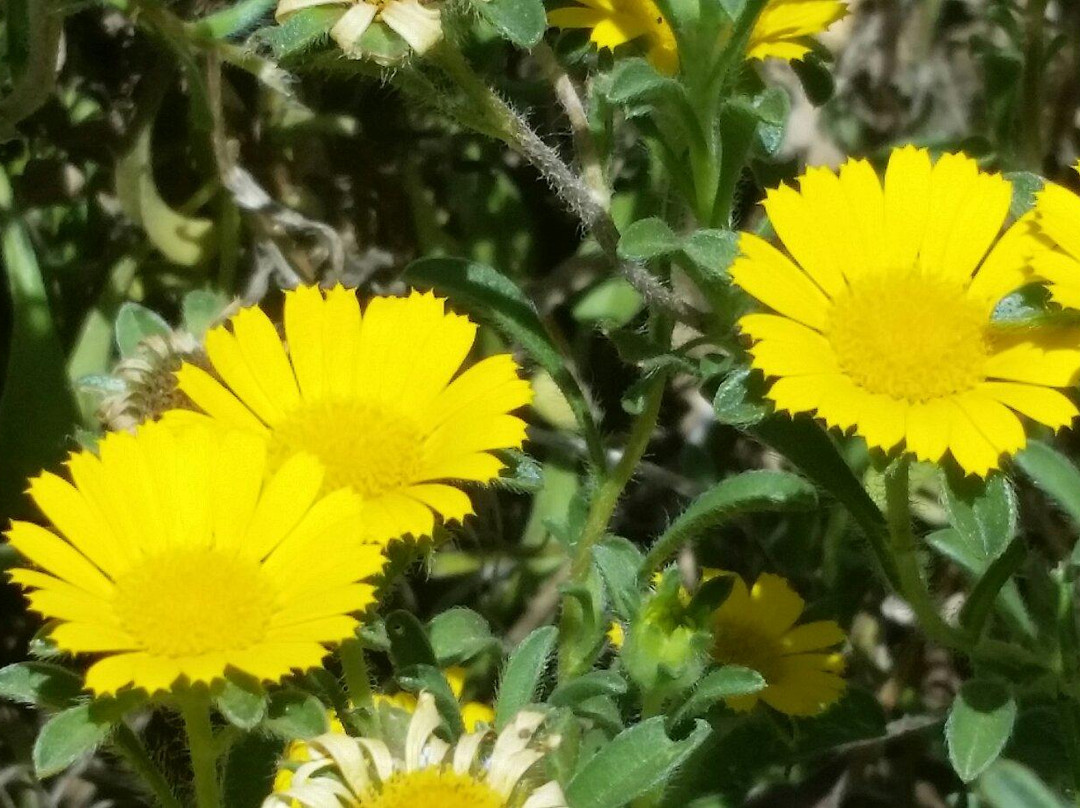 Häagen-Dazs Honey Bee Haven-戴维斯必去景点