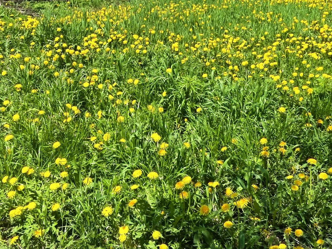 Park Pobedy景点图片