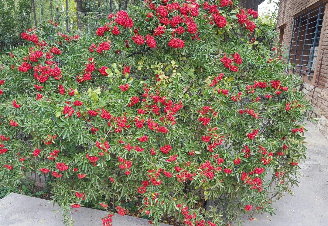 Bodegas y Vinedos Antonio Nerviani-Maipu必去景点