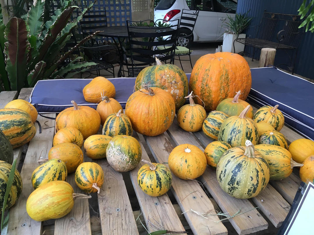 Pumpkin Seeds Australia-Myrtleford必去景点