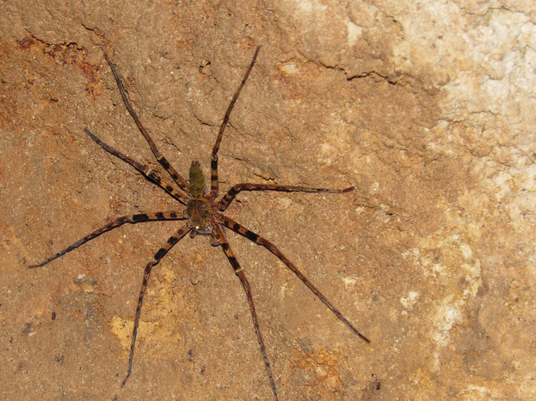 Racer Cave Tour-姆鲁国家公园必去景点