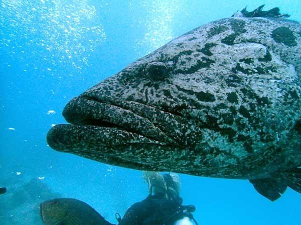 Cod Hole-蜥蜴岛必去景点