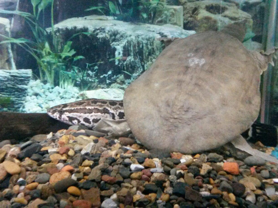 Fishes of Amur River Museum-哈巴罗夫斯克必去景点