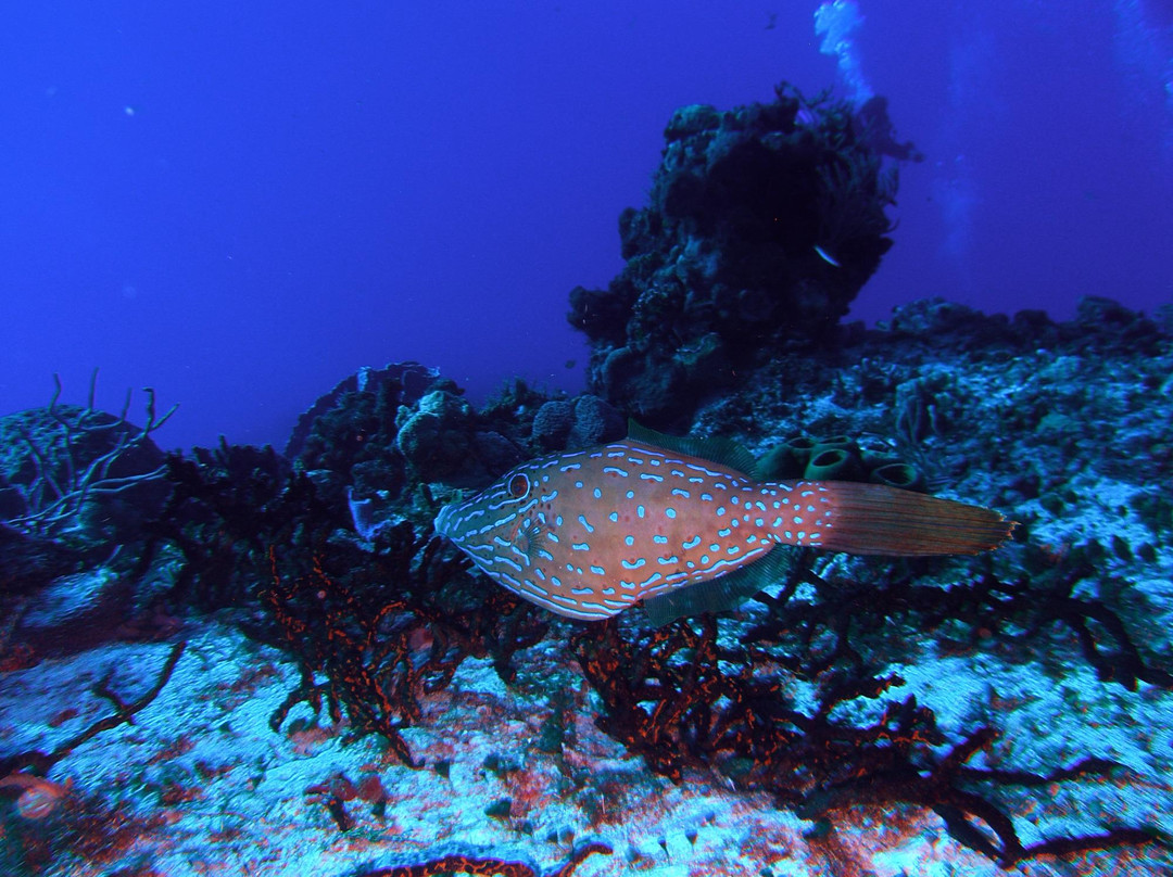 San Francisco Reef-考祖梅必去景点