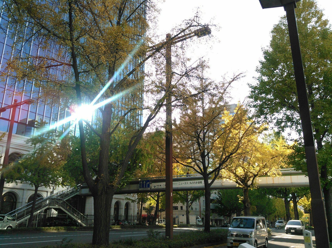 Sakura Avenue Lined with Ginkgo Tree-Naka必去景点