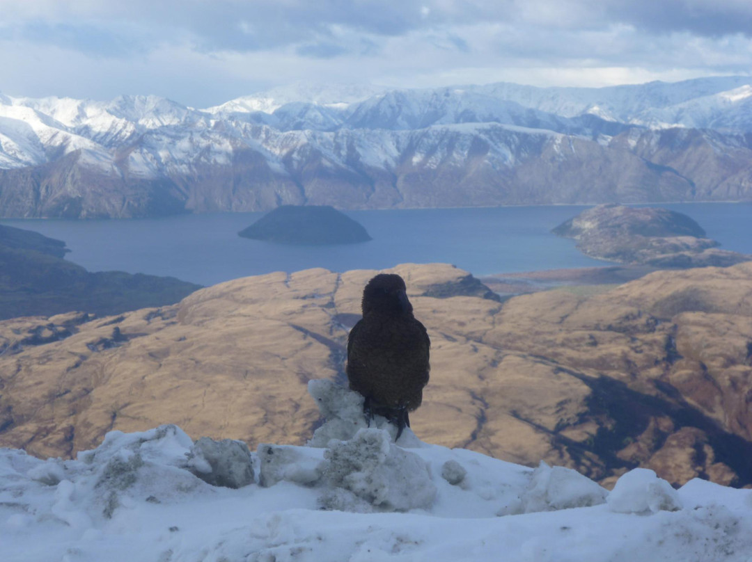 Alpinism & Ski Wanaka-瓦纳卡必去景点