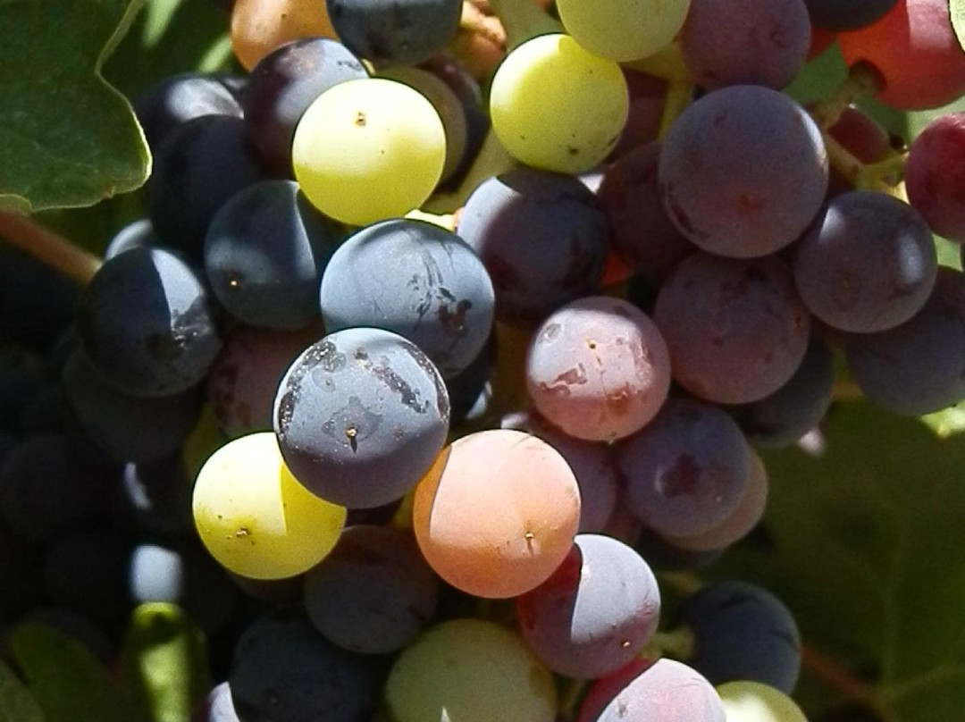 Bodega Cyan-Toro必去景点