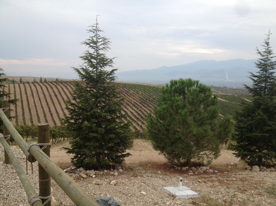 Kavaklidere Anatolian Wines景点图片