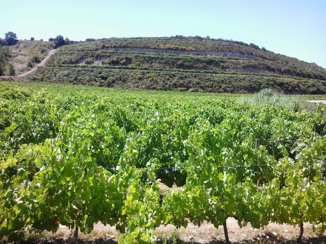 Ecozezere - Vineyard Tours景点图片