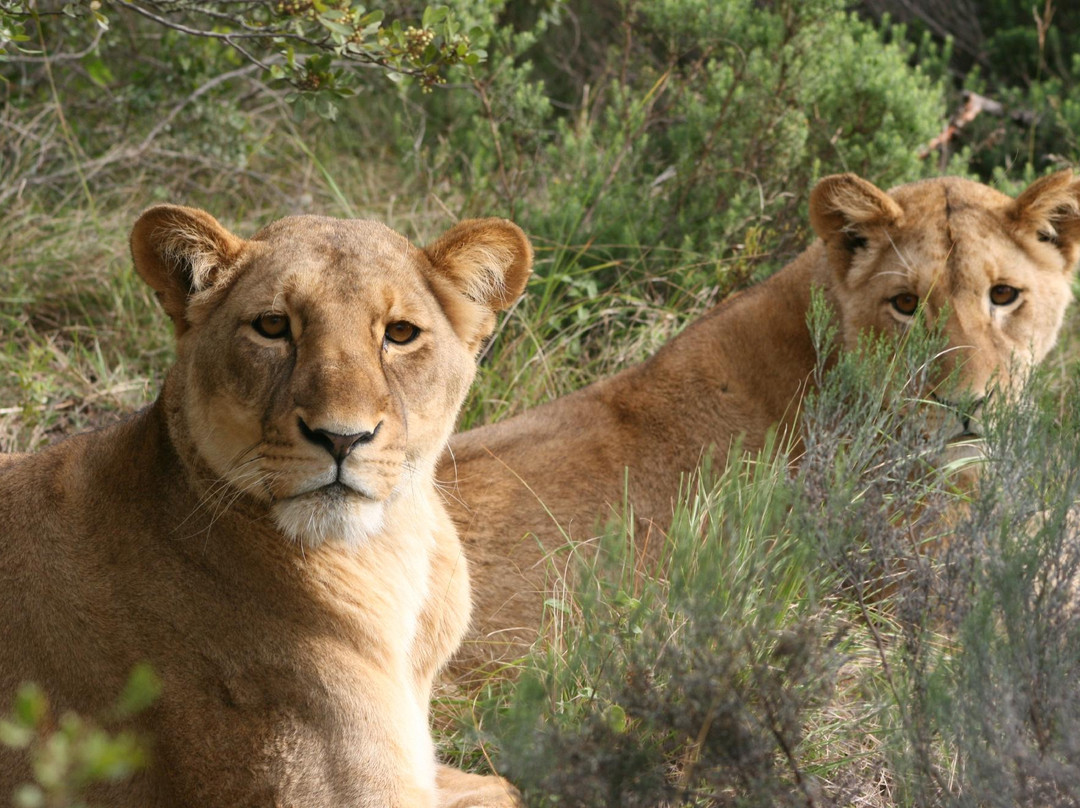 Kwantu Private Game Reserve - Day Visits
