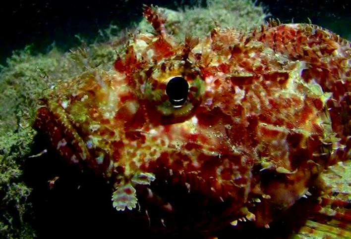 Dive Mallorca-Portocolom必去景点