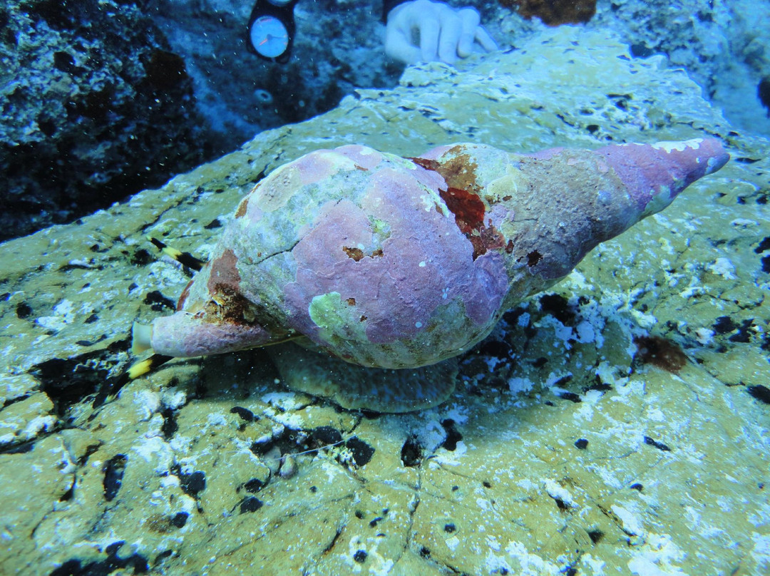 Dive Blue Dream-Agioi Anargyroi必去景点