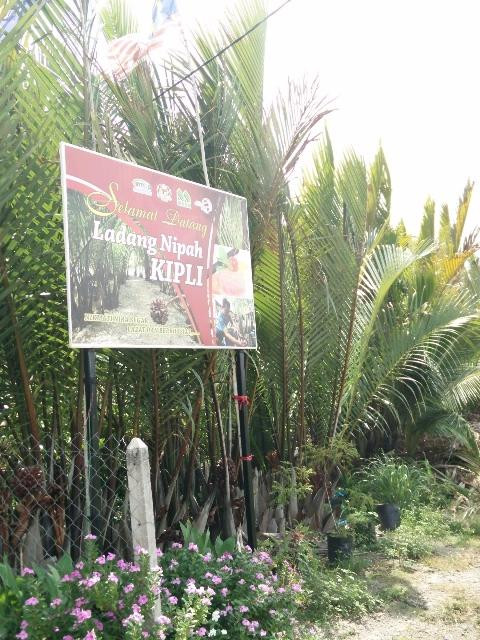 Ladang Nipah Kipli-Kuala Perlis必去景点