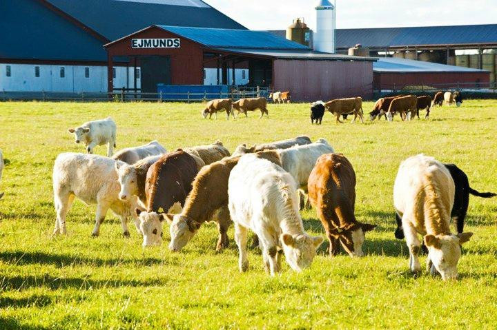 Ljugarn旅游景点-Ejmunds Farm