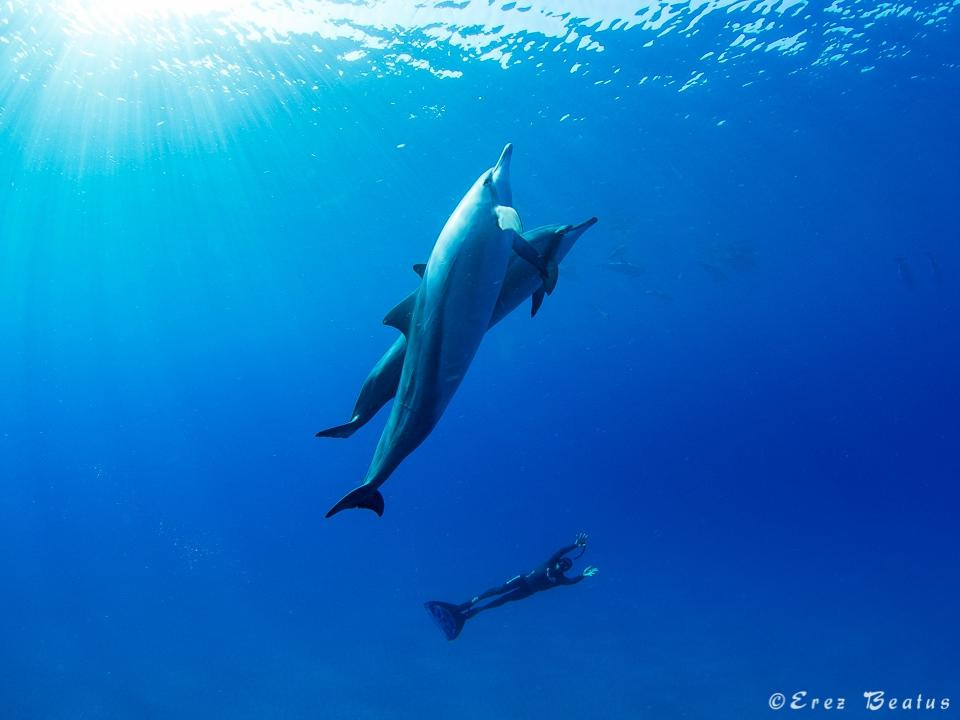 Apnea Australia景点图片