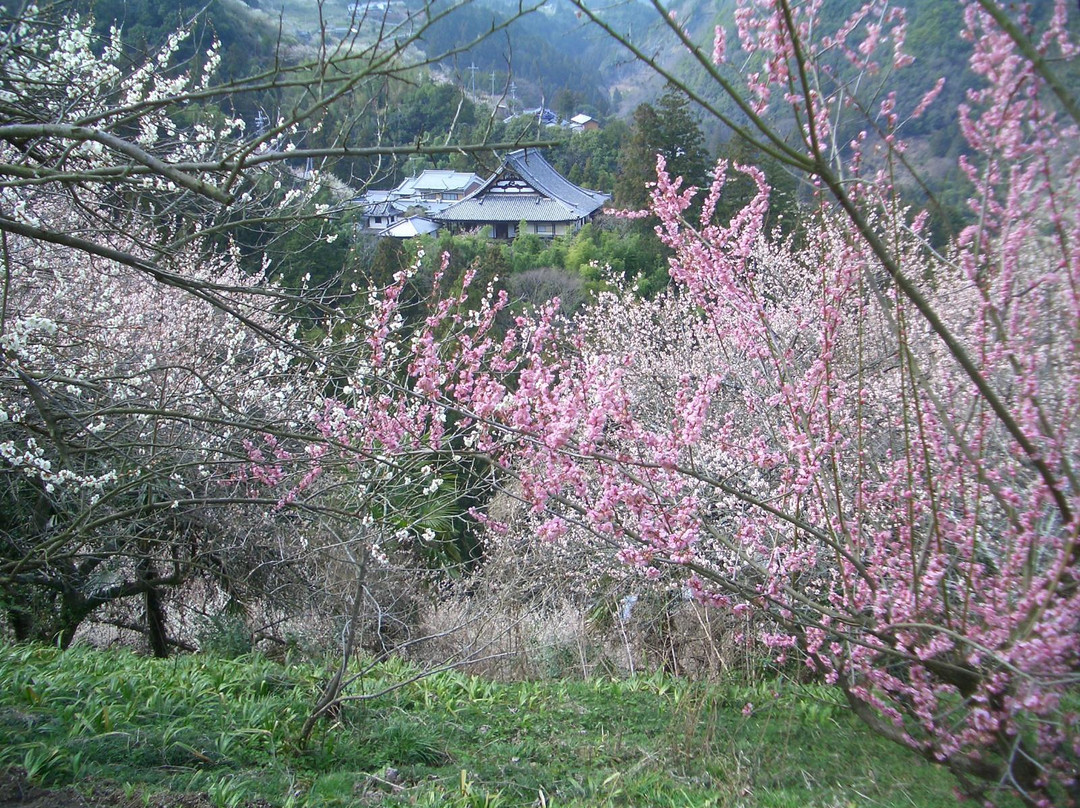Ano Plum Grove-五条市必去景点