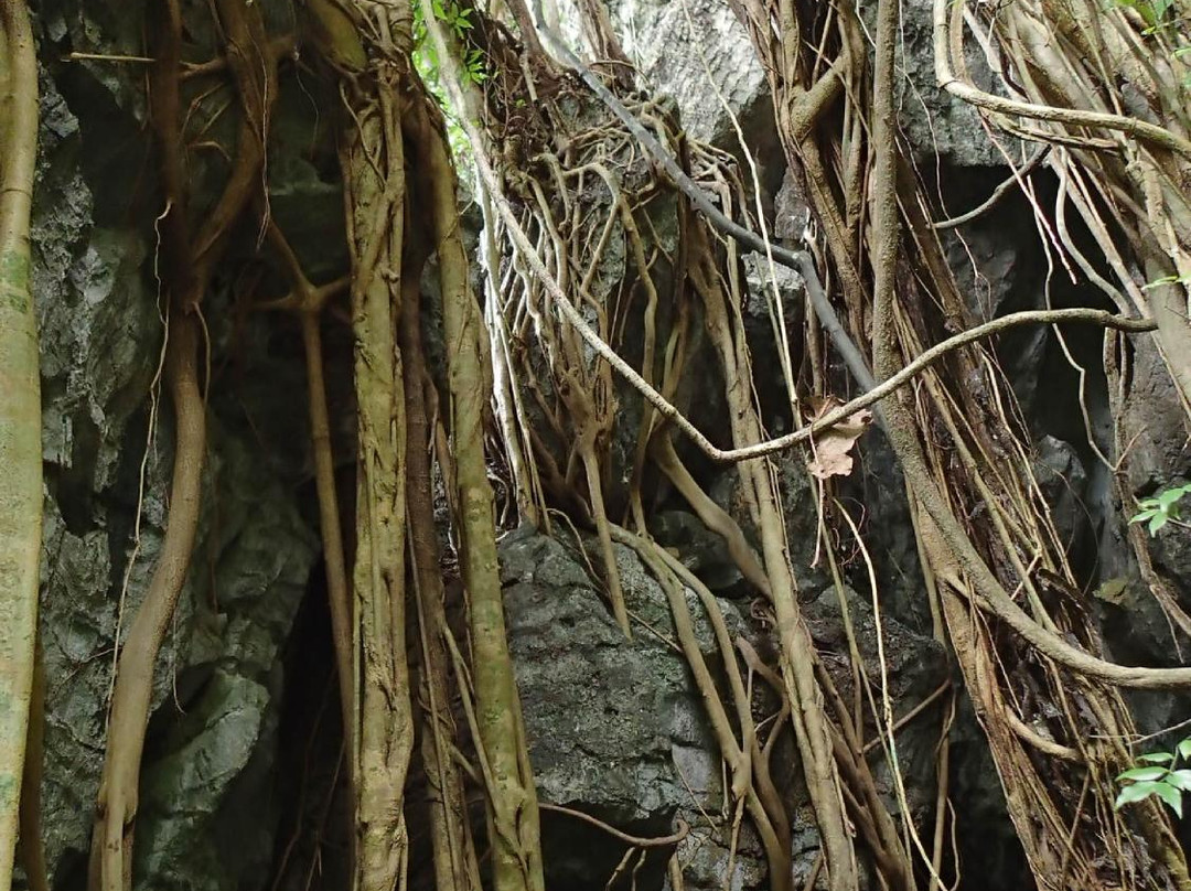 Tham Pha Tup Forest Park景点图片