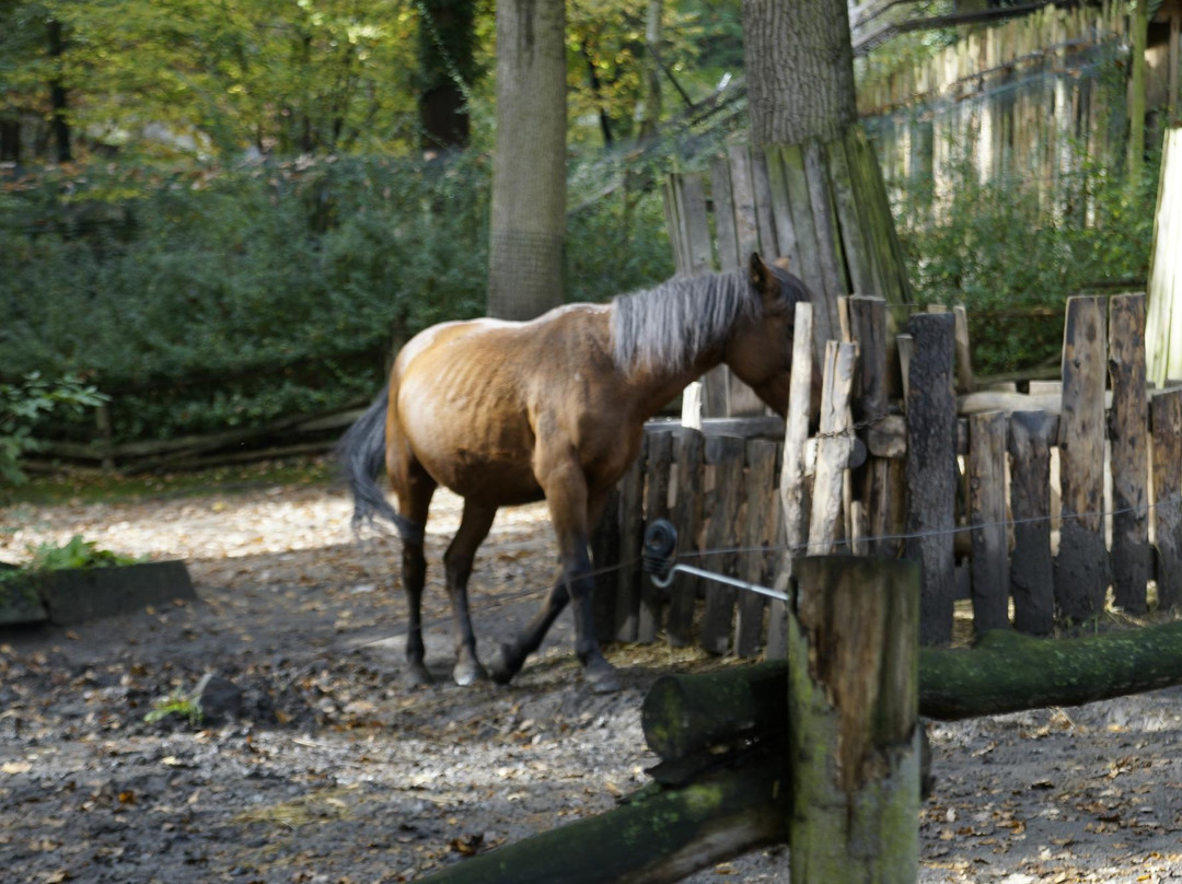Zoo Decin