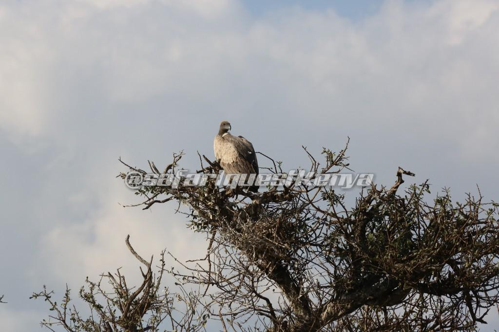 Safari Quest Kenya - Day Adventures景点图片