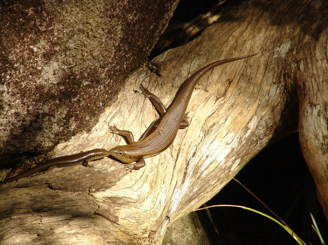 Venture Deeper-Mossman必去景点