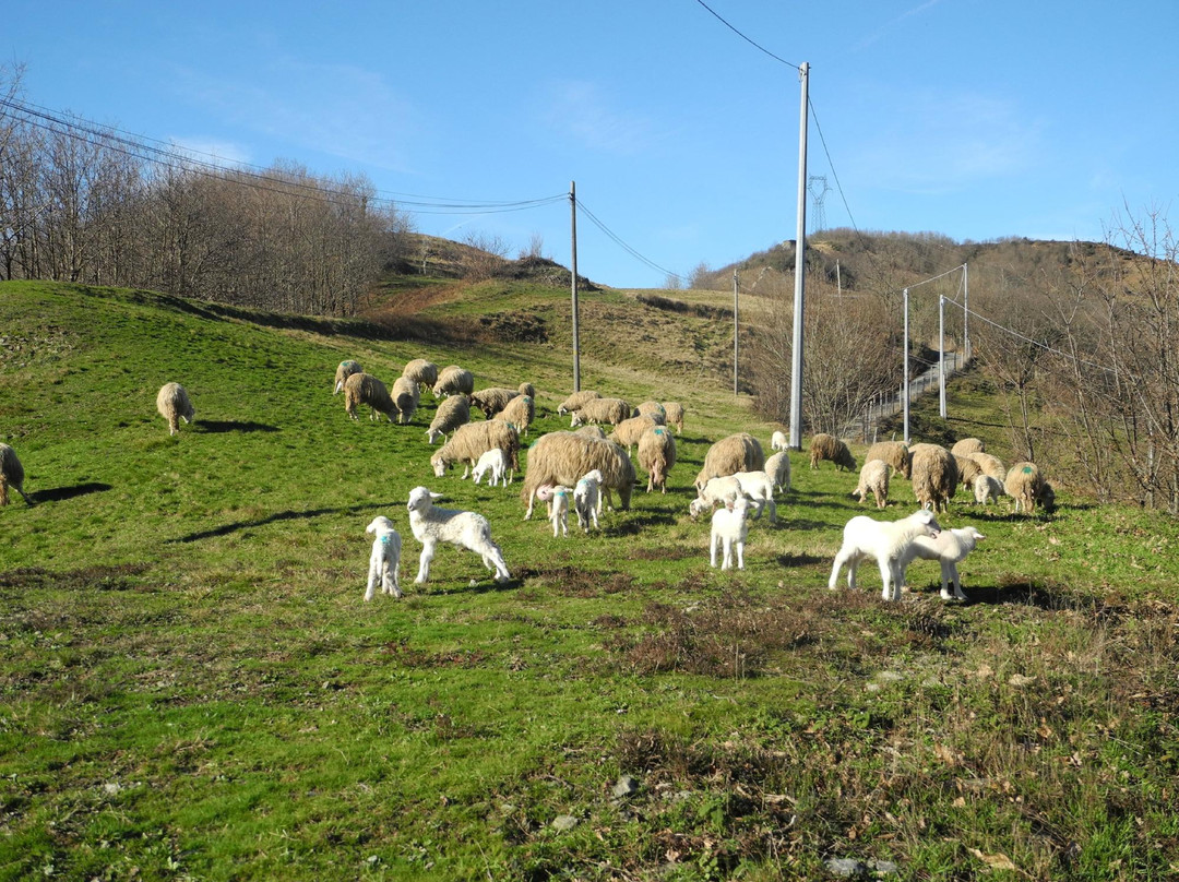 Nonna Carli - Azienda Agricola del Passo del Turchino-热那亚必去景点