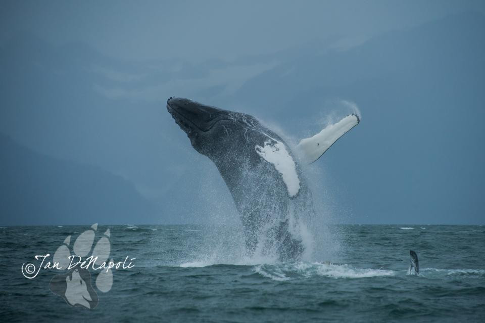 G'day Charters, LLC-瓦尔迪兹必去景点