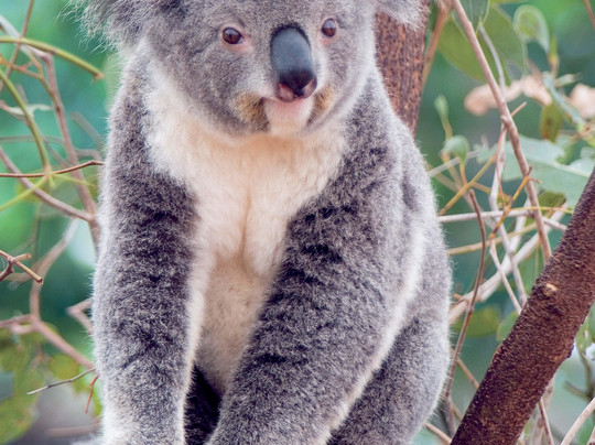 Yarra Valley Limo Tours-希尔斯维尔必去景点