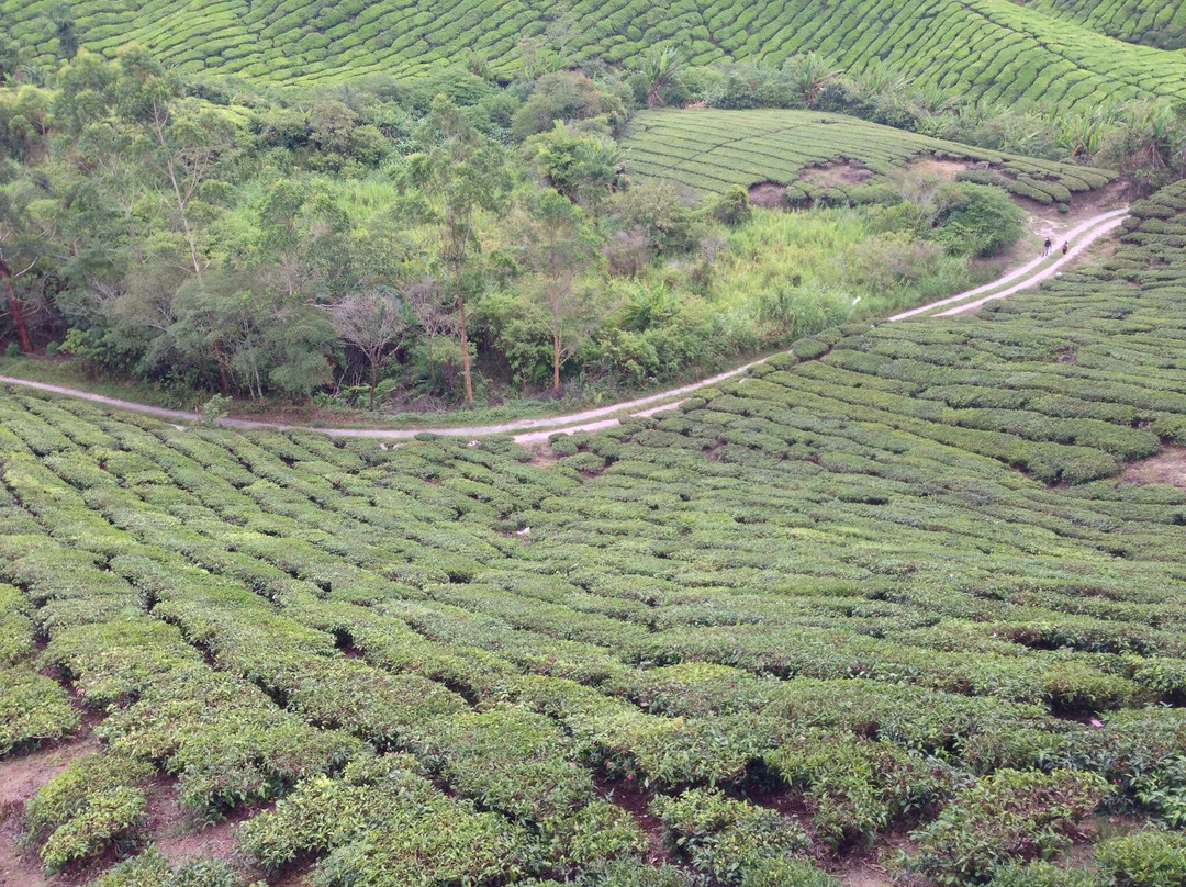 Boh's Tea Centre-金马仑高原必去景点