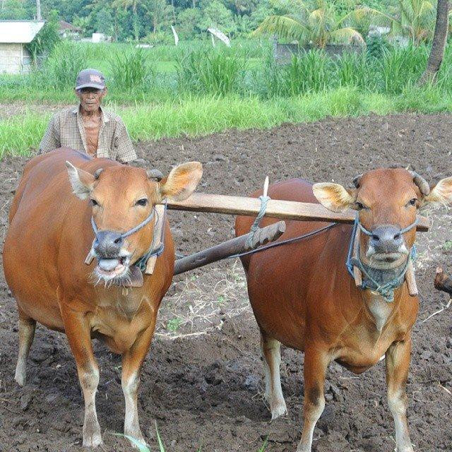 Ubud Tours Service-艾湄湾必去景点