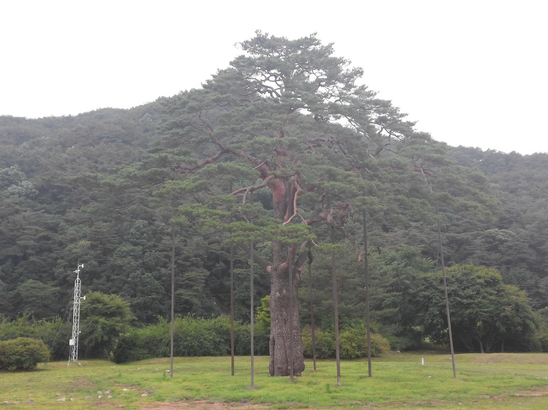 Jeongipumsong Pine Tree-报恩郡必去景点