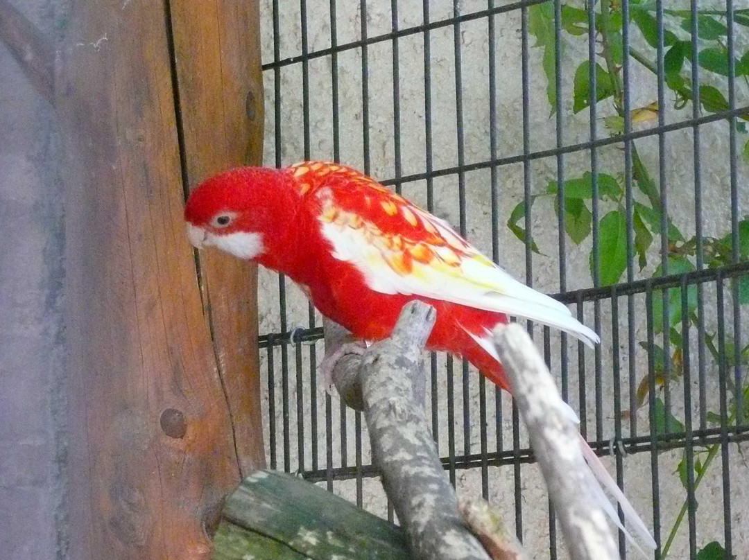 La Ferme aux Oiseaux Exotiques-香槟地区沙隆必去景点