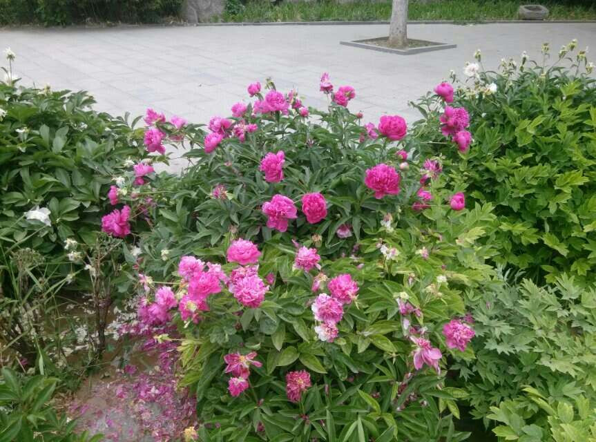 石家庄水上公园-藁城市必去景点