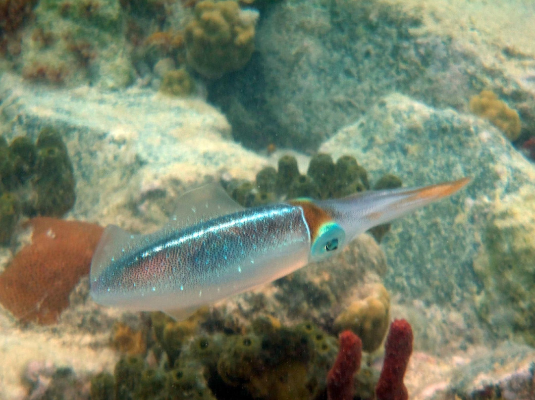 Whistling Cay-维尔京群岛国家公园必去景点