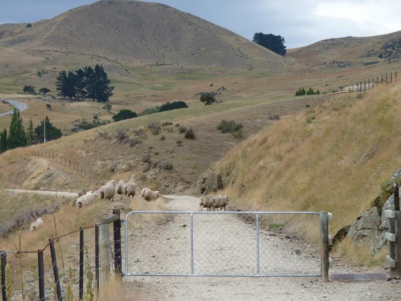 Otago Central Rail Trail-Central Otago必去景点