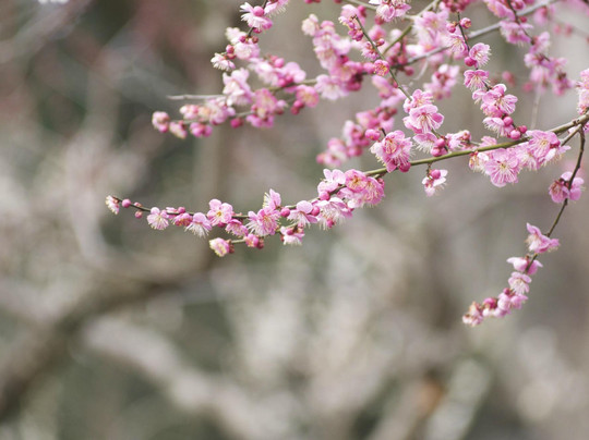 北野天满宫-京都市必去景点