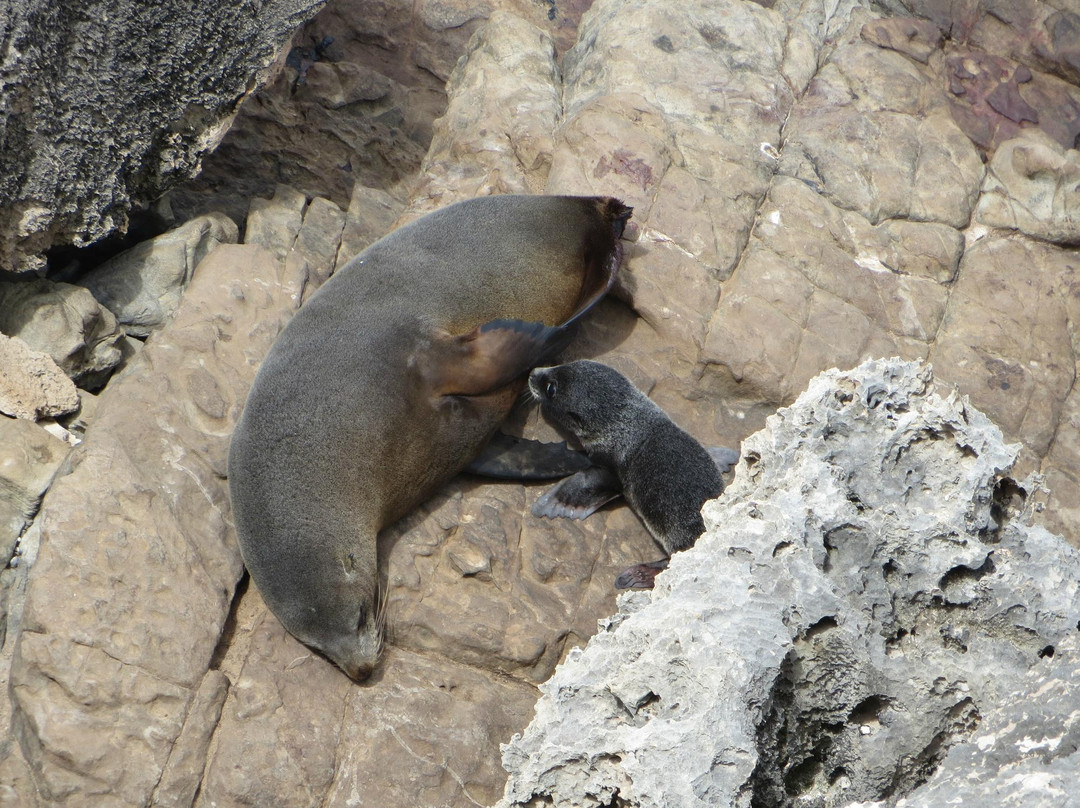 Australian Wildlife Walkabouts Eco Tours景点图片