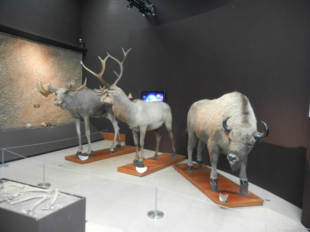Musee D’Anthropologie Prehistorique景点图片