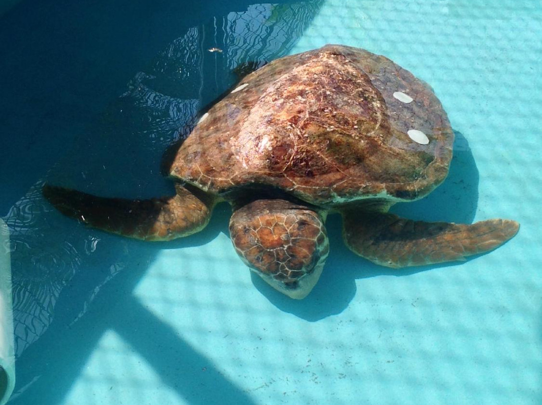 The Turtle Hospital-马拉松必去景点