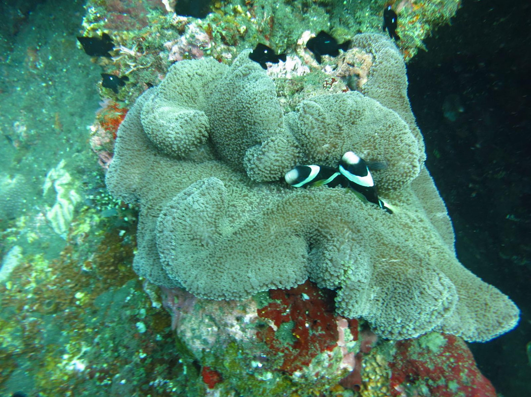 Turtur Dive-沙努尔必去景点