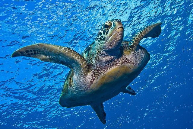 诺特先生普吉岛之旅-芭东海滩必去景点