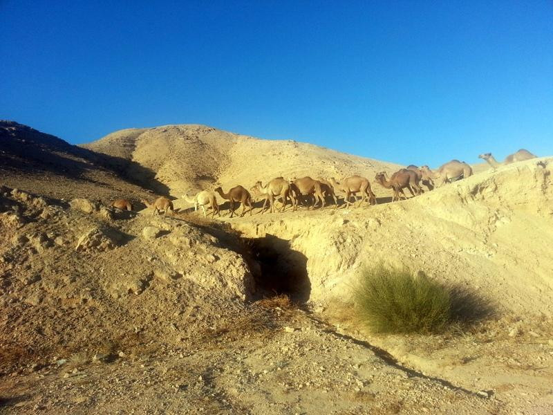 Israel Shore Excursions Day Tours景点图片
