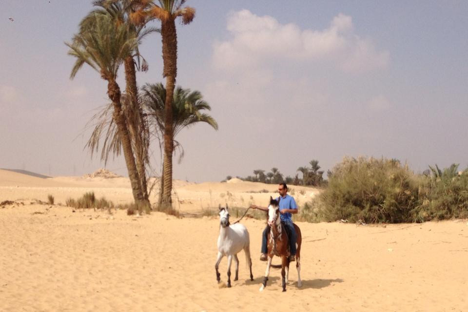 Kfb Stables, Abu Sir Pyramids-Abu Sir必去景点