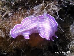 Greenwichdiving - Centro de Buceo-阿尔特阿必去景点