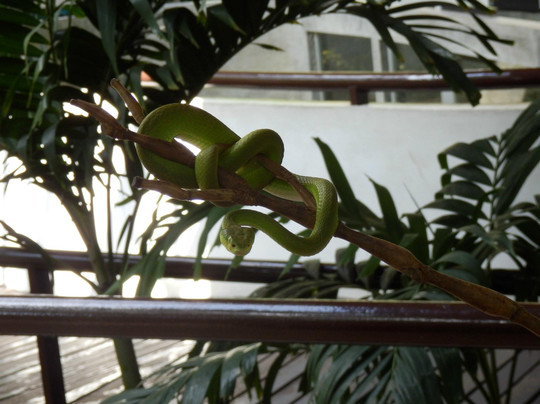 蛇园-曼谷必去景点