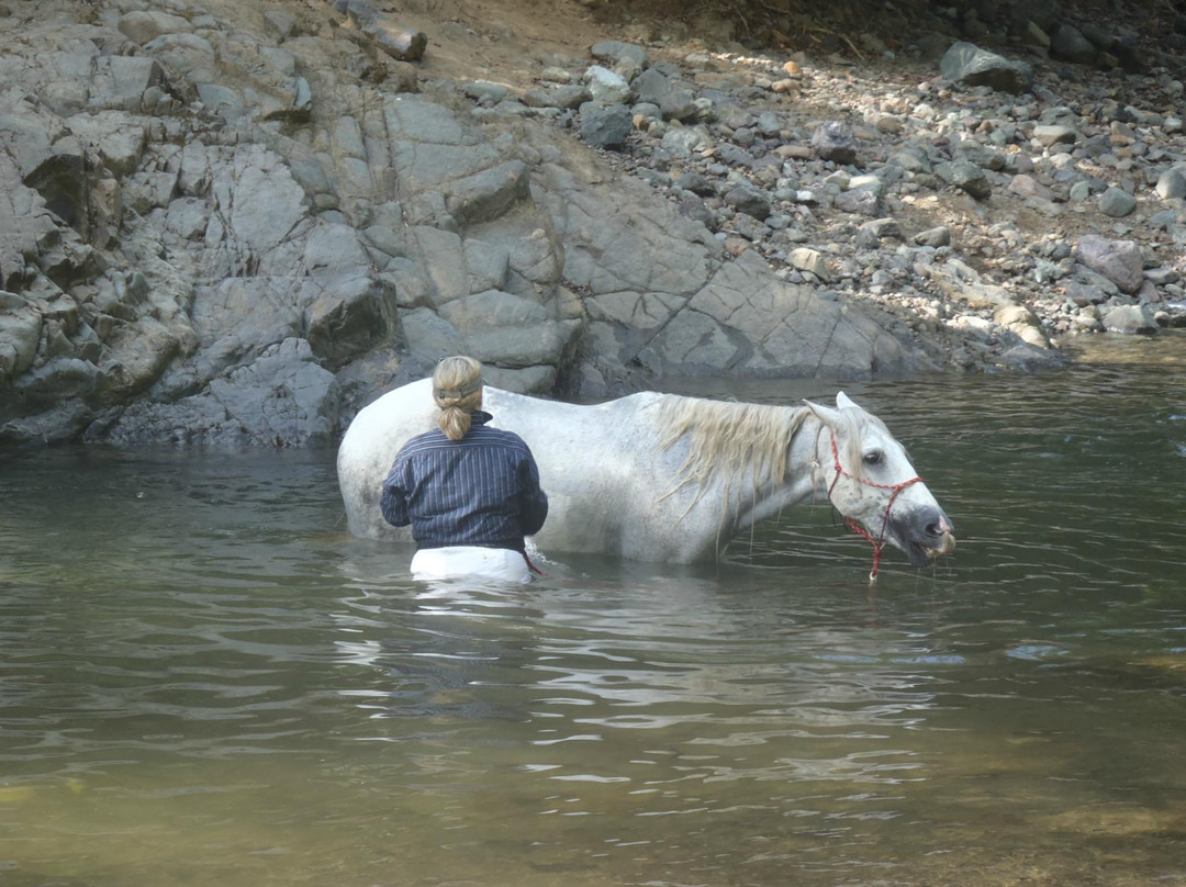 Barking Horse Farm景点图片